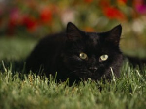 CAT02RK076706.jpg