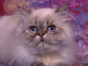 CAT03RK001006.jpg