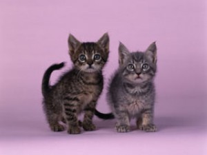 CAT03RK012101.jpg