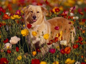 DOG03RK012953.jpg