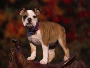 PUP18RK019201.jpg